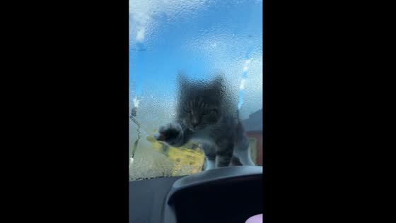 Cat wipes windscreen in Haugesund, Norway