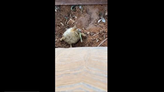 Baby Sulcata tortoise reunited with mother after tumble