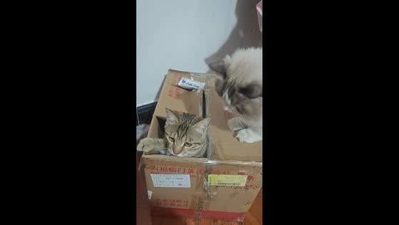 Curious cat tumbles into box during playful moment in Henan, China