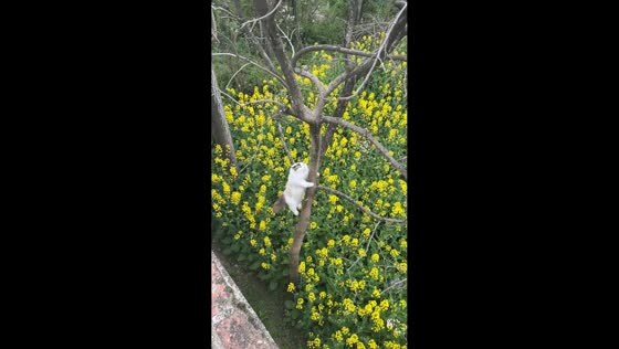Cat rapidly climbs tree after being called in Anhui, China