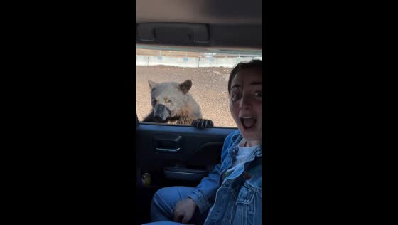Curious bears approach vehicle in Schefferville, Quebec, Canada
