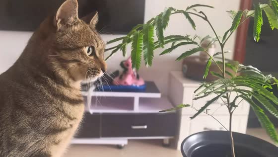 Mischievous cat refuses to stop chewing plant leaves in Fujian, China