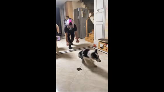 Man playfully scares his Border Collie in Zhejiang, China