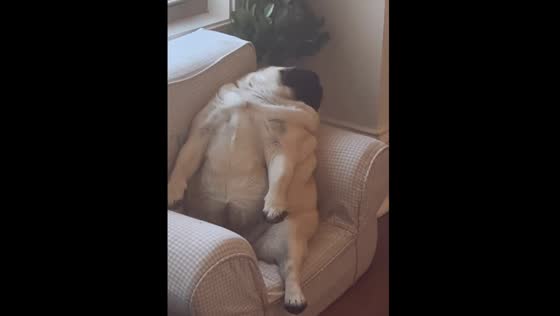 Pug Maggie thinks she's human: watch her sleep in an armchair like a boss