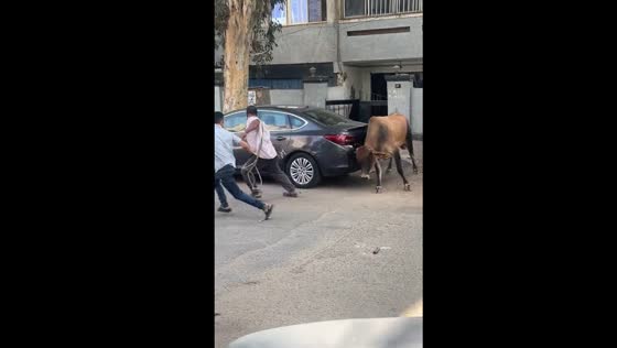 Cow charges and escapes after attempted capture in Nasr City, Cairo