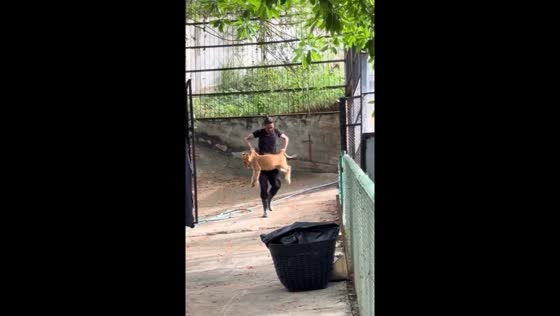 Person returns straying lion cub to enclosure at Safari World Bangkok