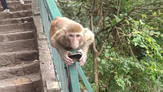 Rhesus macaque slides along railing at Qianling Mountain, Guizhou, China