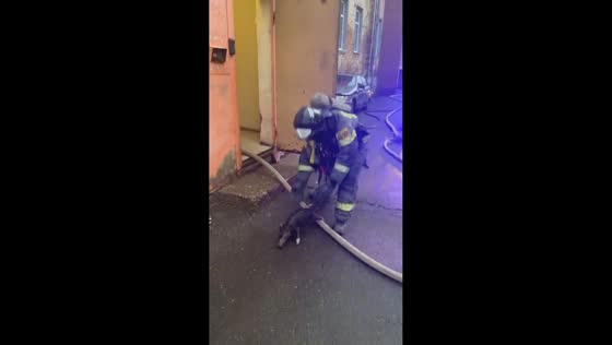 Firefighters rescue mini-pigs from burning building in Balashikha, Russia