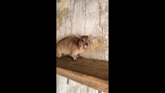 Cute animal squeals loudly in Laos