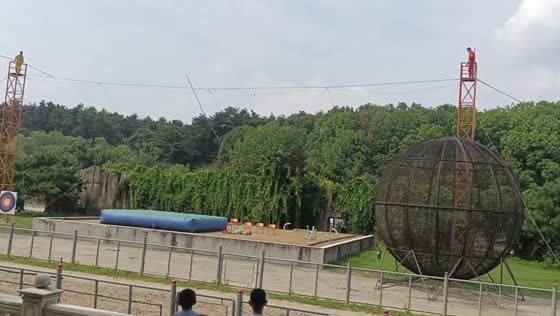Performer falls during rope walk at Northeast Tiger Park in Changchun, China
