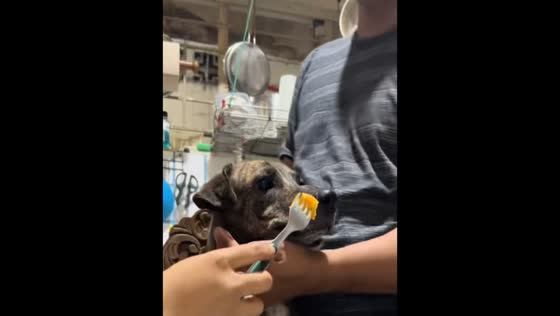 Owner uses clever meat trick to feed vegetables to dog in Imus, Cavite, Philippines
