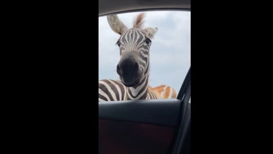 Zebra at Topsey Exotic Ranch: car encounter for treats
