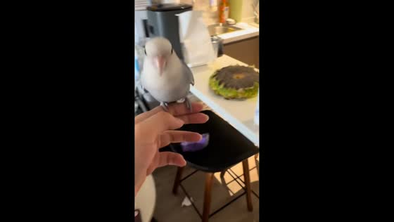 Parrot refuses to leave owner's shoulder in Shanghai, China