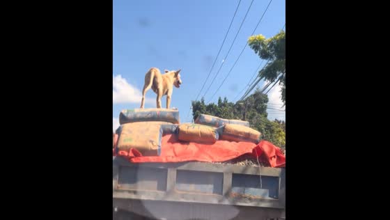 Dog on truck in Santo Domingo helps owner with cement delivery
