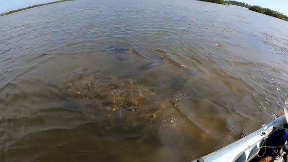 Kayak fisherman jolted after unexpected encounter with manatees in Ormond Beach, Florida, USA