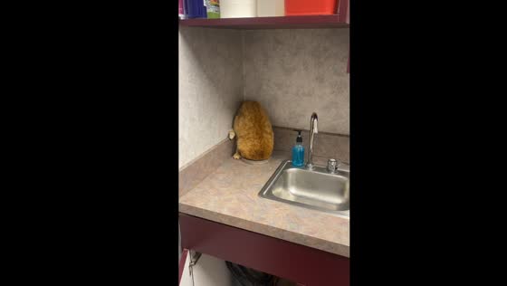 Chunky cat's failed hideaway attempt