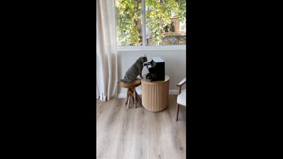 Piano purrfection: cat joins in with owner's melodies