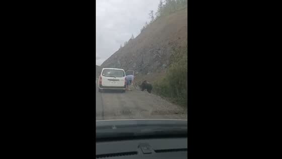 Brave man feeds bear by hand on Khabarovsk Territory road