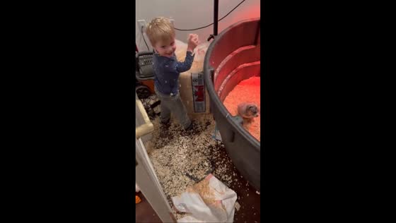 Little boy spreads wood shavings around puppies in Spokane, Washington