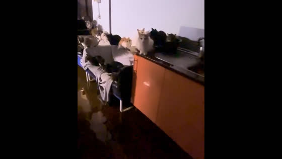 Flooding at animal shelter during Storm Dana