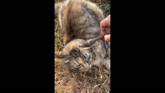 Lizard bites cat's ear in Araucania