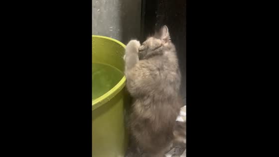 Cat dips paw into water to drink in San Jose del Monte, Philippines