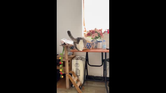 Cat falls with paper bag after climbing inside in Henan, China