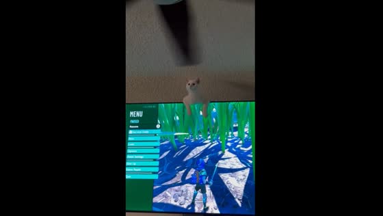 Cat's curiosity leads to TV perch mishap