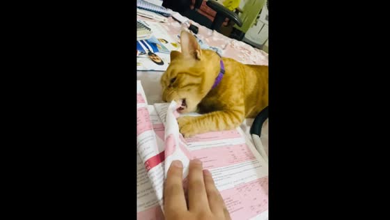 Cat vs. book: feline sabotage caught on camera