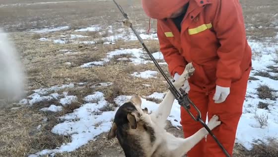Dog rescued after paw trapped in metal grate in Inner Mongolia, China