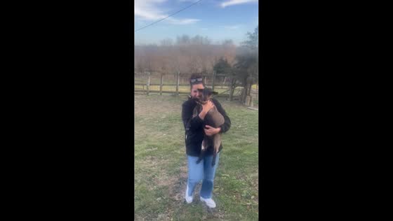 Fainting goat reacts to sudden approach in Saint Charles, Iowa, USA