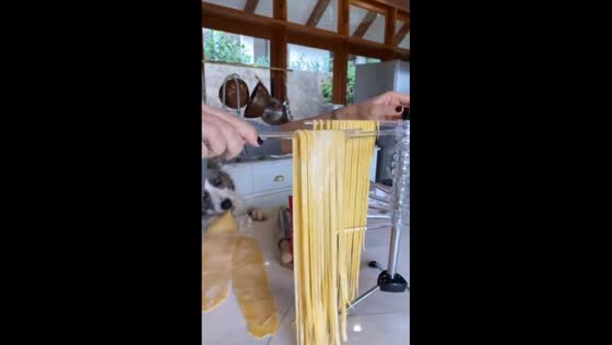 Dog steals noodle dough in Joinville, Brazil