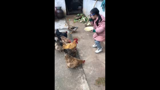 Girl startled by rooster while feeding chickens in Hunan, China