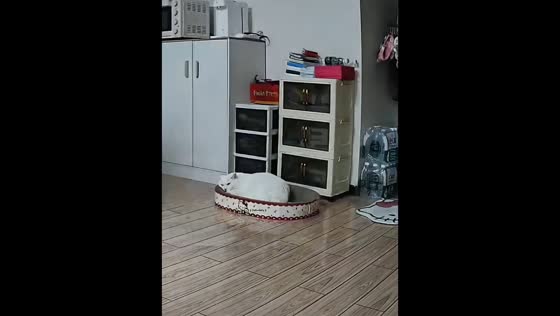 Cat startled by rolling bottle in Beijing, China