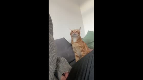 Cat Ebbe's attention-seeking bite: hilarious moment caught in Copenhagen