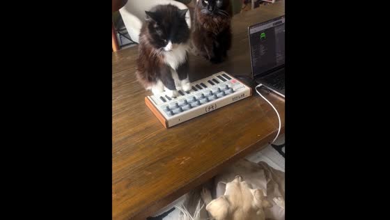 Cat plays instrument while dog watches in San Francisco