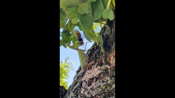 Praying mantis catches hornet in Cremosano, Italy