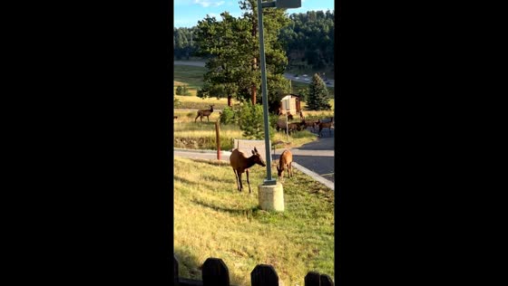 Elk herd jumps from park into Evergreen neighborhood