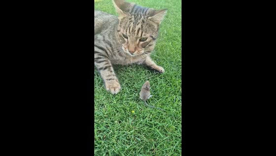 Mouse startles cat with playful ear bite in Hausbrunn, Austria