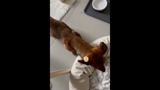 Dachshund searches for banana slice stuck behind its ear
