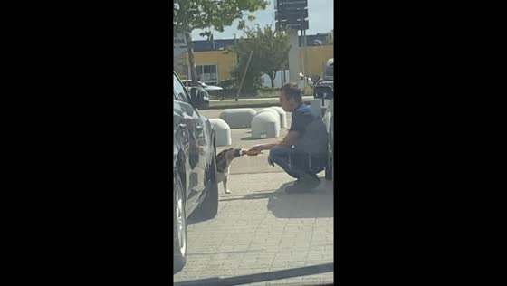 Man and dog share ice cream in Terneuzen, Netherlands