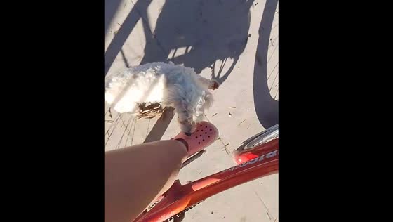 Cyclist crashes into parked car while watching dog run alongside