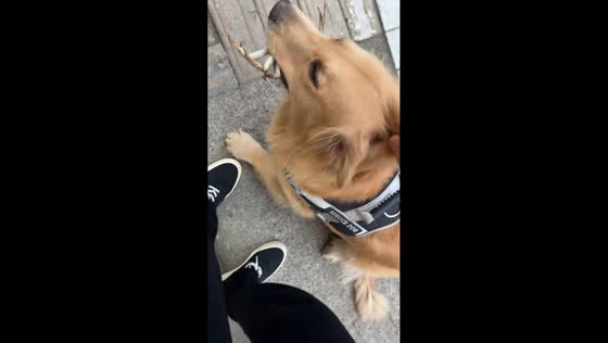 Golden retriever offers crab to owner in Jiangsu, China
