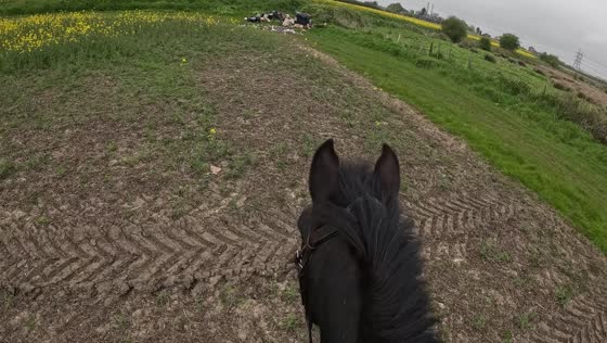  Equestrian's fall due to horse's trash pile fright