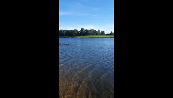 Paddling of ducks moves in single-file formation across river in Bremen, Germany