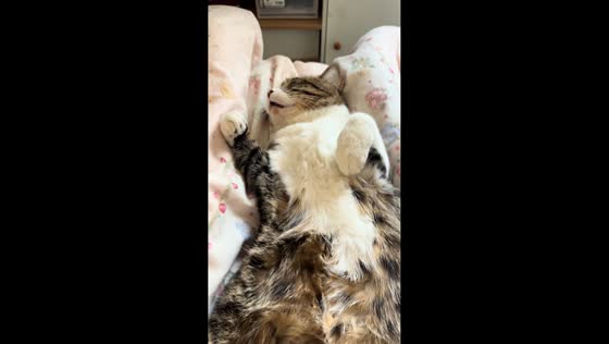 Cat talks in its sleep in Beijing, China