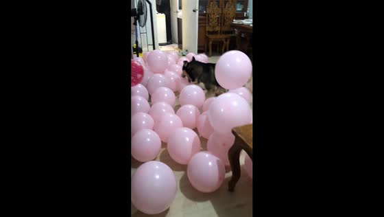 Joyful new year's tradition: Pancho the balloon-popping pooch spreads cheer in Philippines
