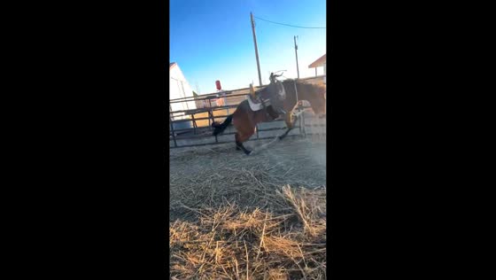 Horse tumbles out of pen during training in Tahoka, Texas, USA