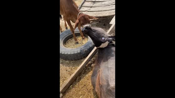Goat rests with head bent backward in unusual position in Gujranwala, Pakistan