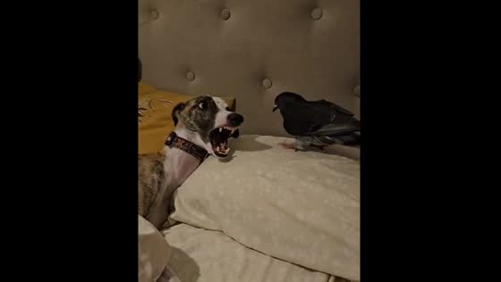 Dog and pigeon playfully interact in Mar del Plata